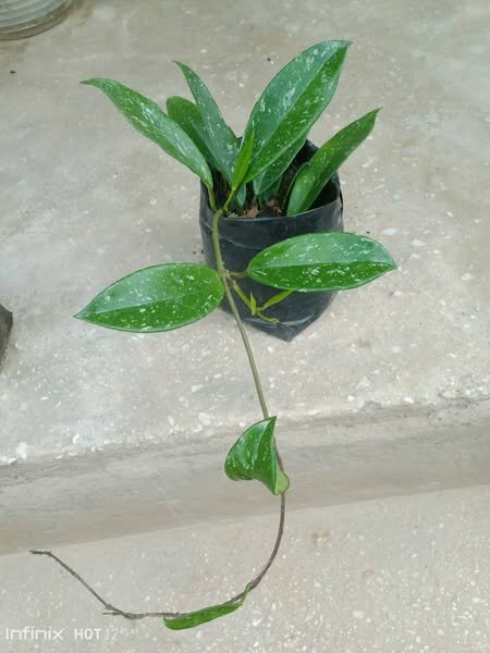 plantes vertes d'intérieur