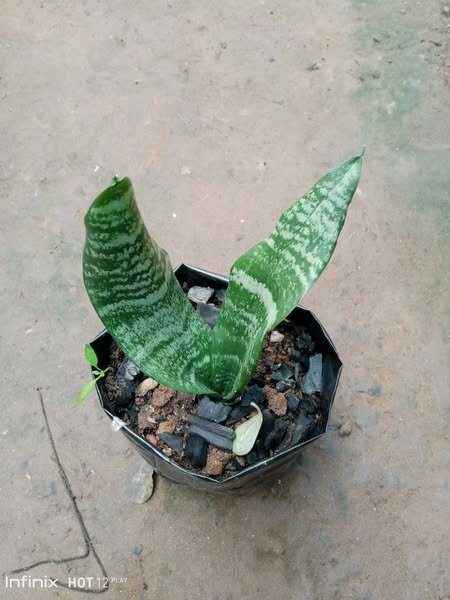 plantes vertes d'intérieur