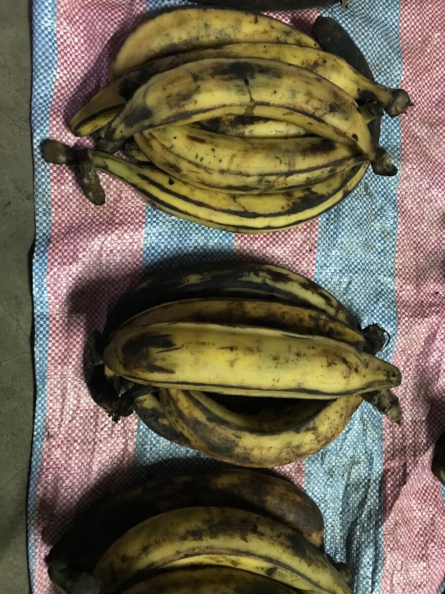 Bananes plantains mûres