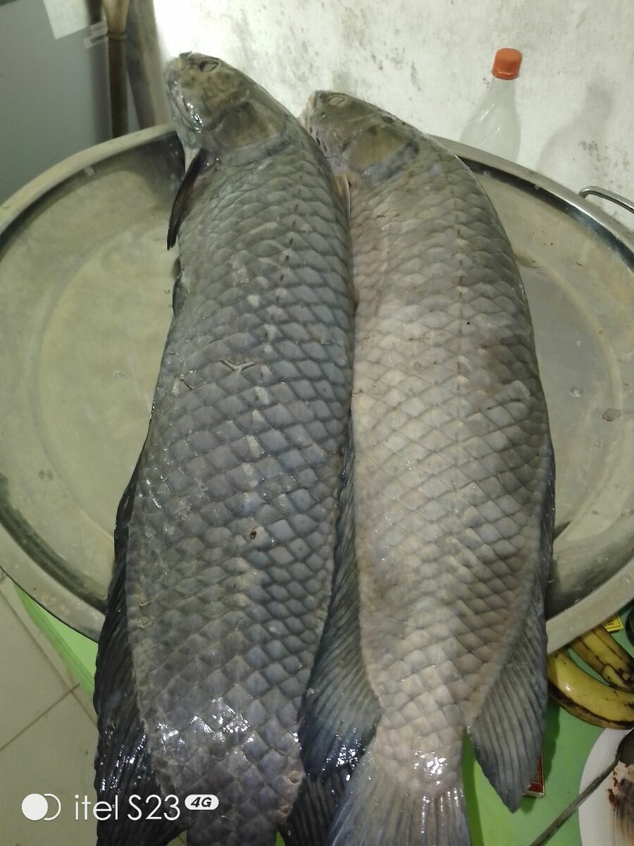 Poisson capitaine, Cameroun.