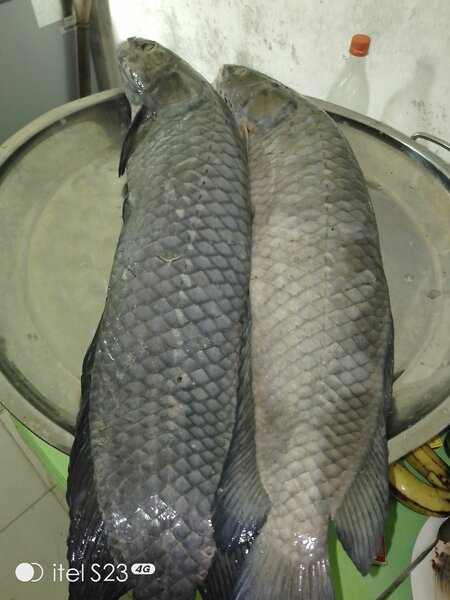 Poisson capitaine, Cameroun.