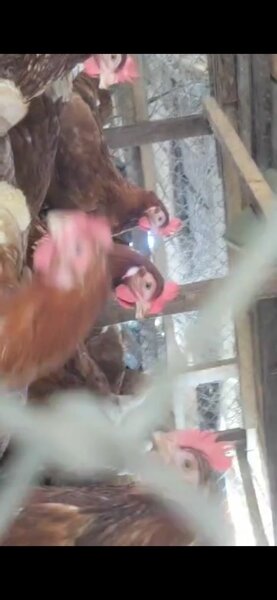 Poules Pondeuses Fermière