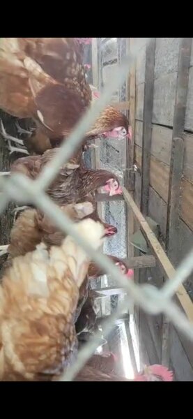 volaille DRAME🐓🐔