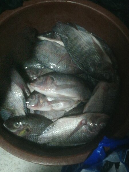 Poisson frais Tilapia