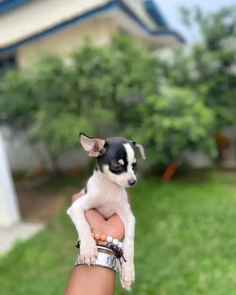 Adorables chiots Chihuahua