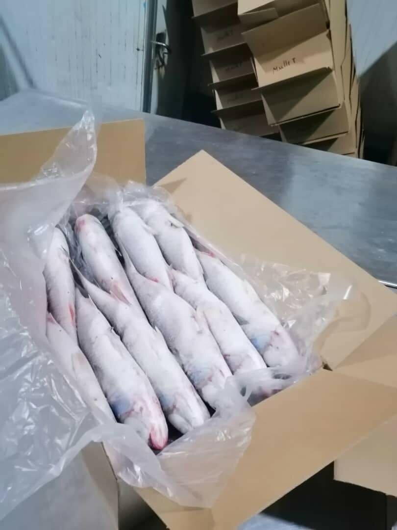 Carton de Mullet 20kg