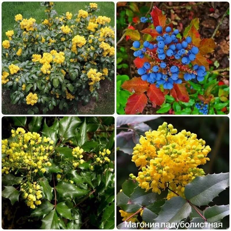Магония поддуболистная