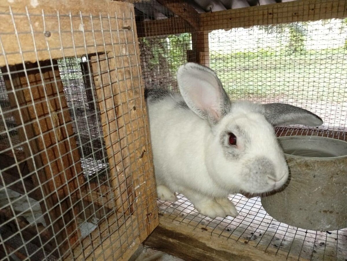 Lapin frais 1.6 1.7 1.8