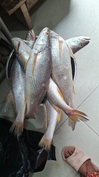 Poisson frais de mer