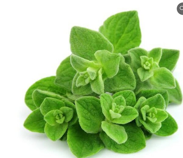 Oregano Greek Seeds 