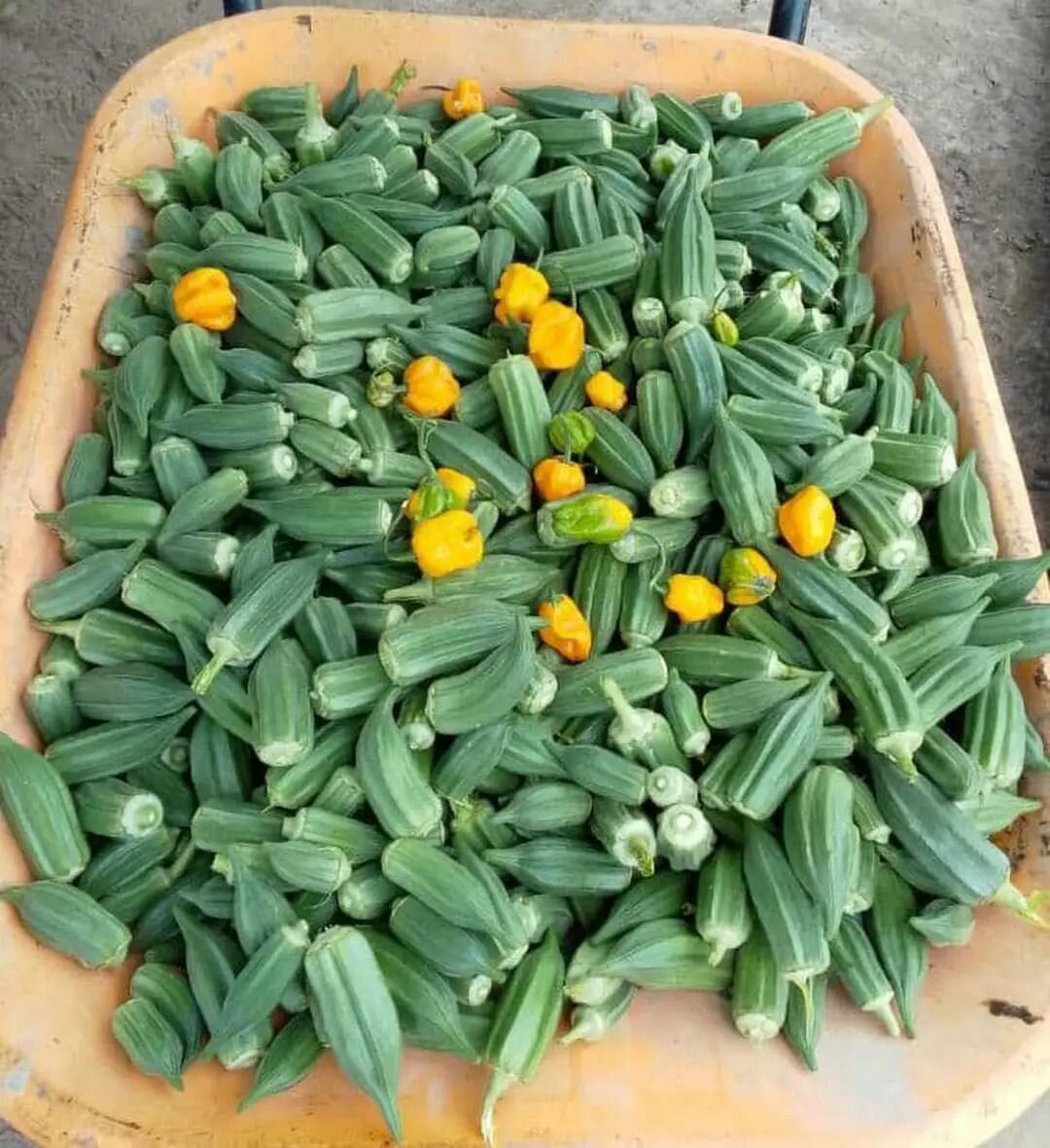 Gombo frais de haute qualité
