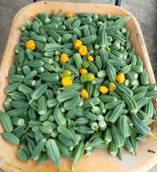 Gombo frais de haute qualité