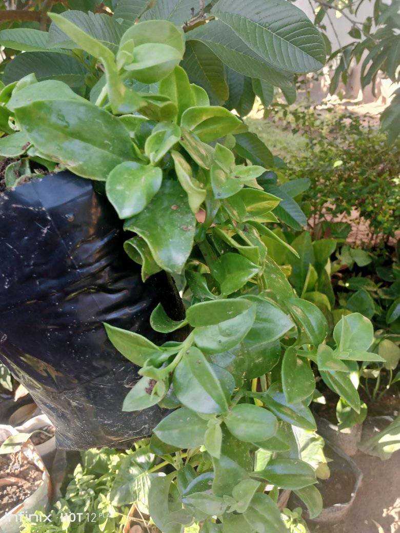 plantes vertes d'intérieur