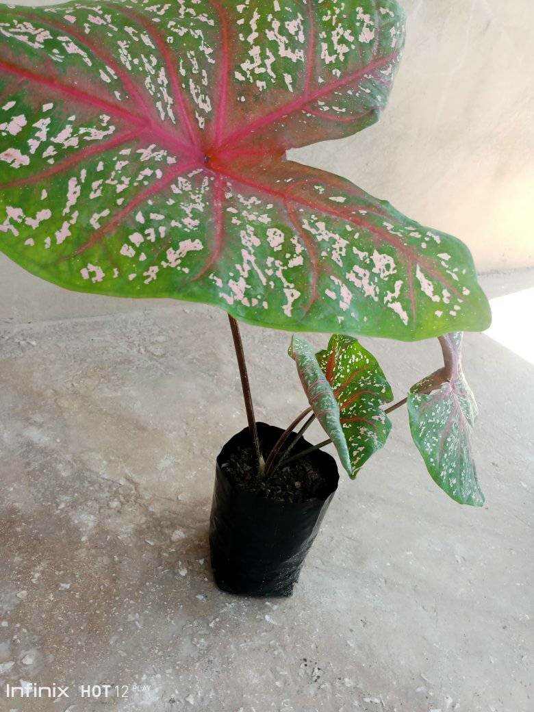 plantes vertes d'intérieur