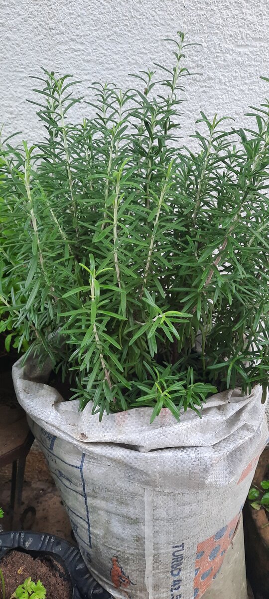 Romarin frais en pot