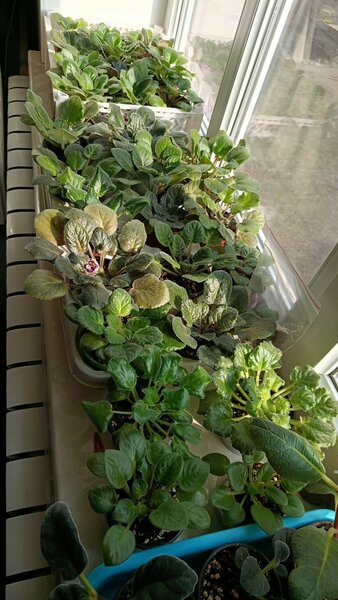 Фиалки сортовые оптом ив розницу от 80до 300сомов