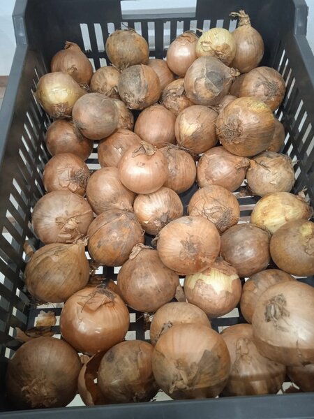 Oignons jaunes 500f / kg