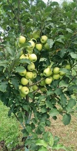 Exotic Apple Seedlings