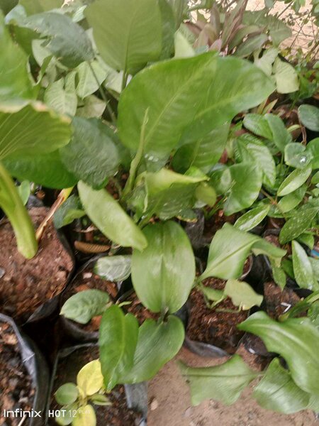 plantes vertes d'intérieur