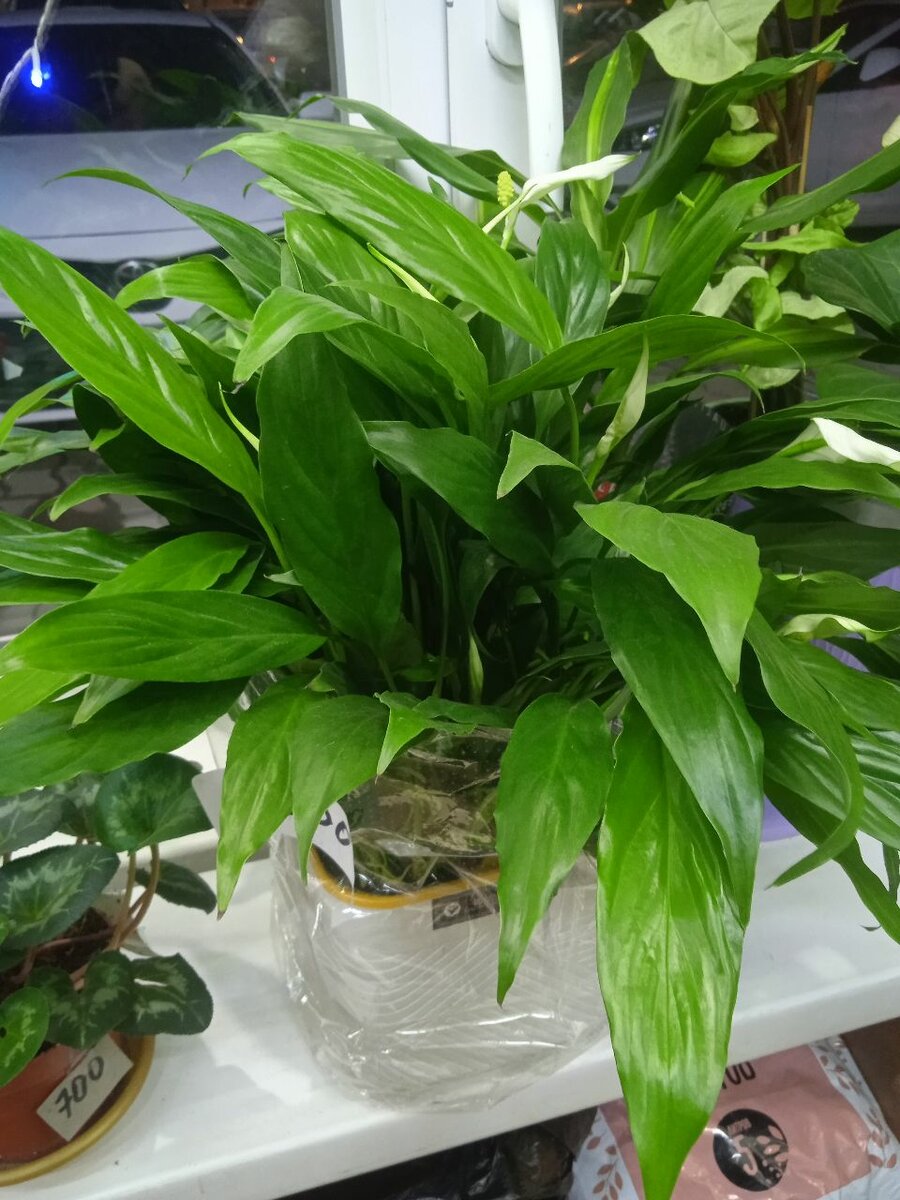 Спатифилум