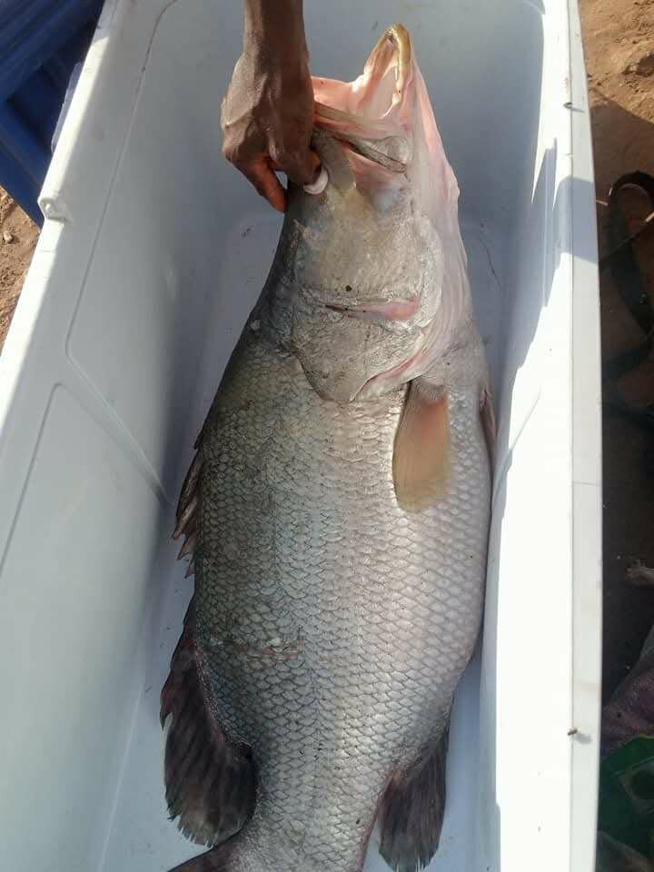 Poisson capitaine d'eau douce