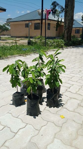Soursop plants, granadilla, oranges, mangoes etc