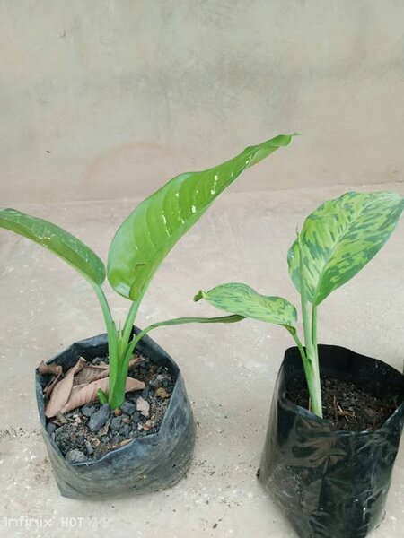 plantes vertes d'intérieur