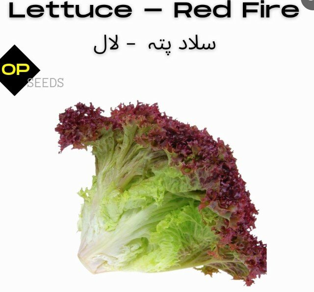 Lettuce Red Fire Seeds