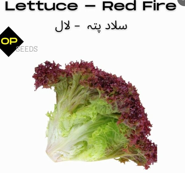 Lettuce Red Fire Seeds