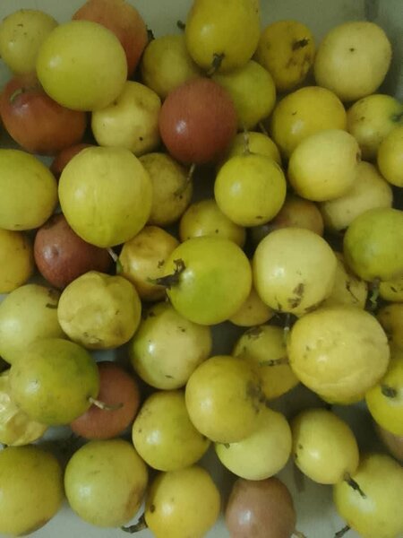 Fruits de la passion frais