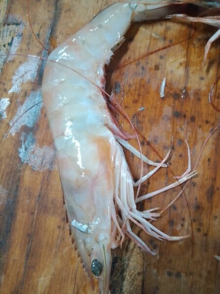 Gambas