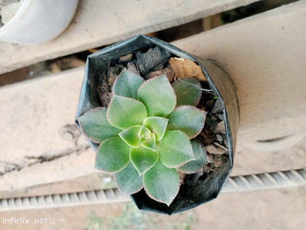 plantes vertes d'intérieur