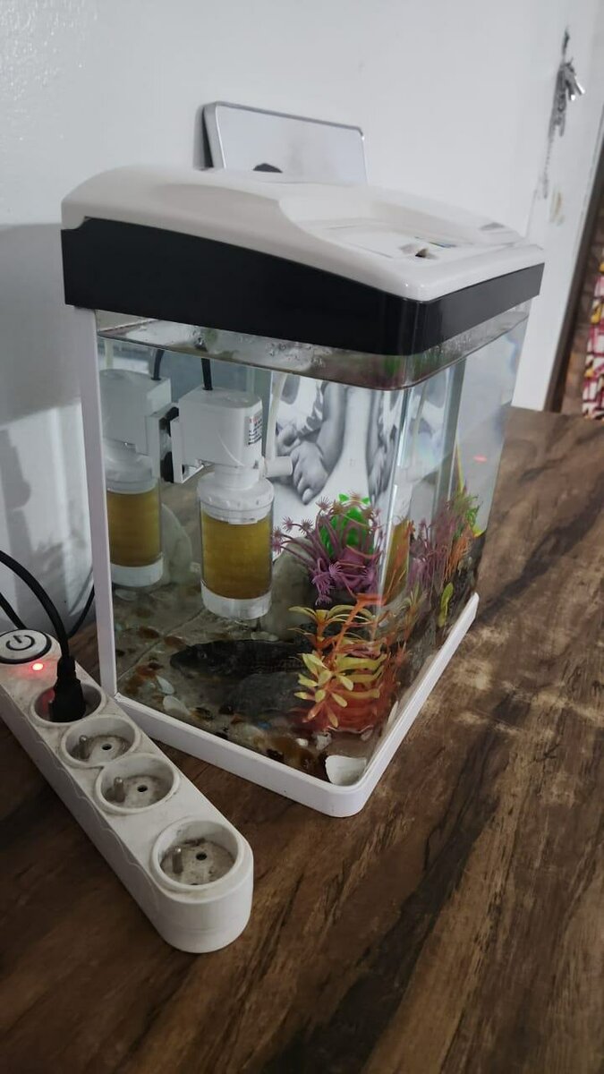Aquarium compact avec poissons