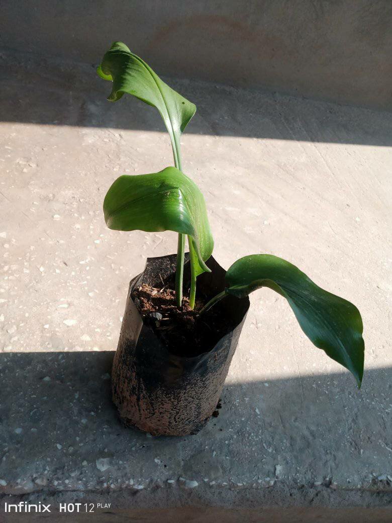 plantes vertes d'intérieur