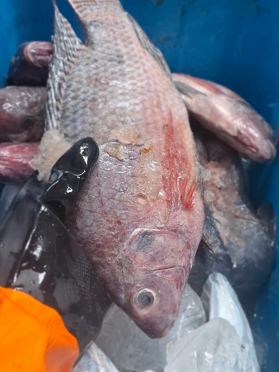 Poisson frais pour cuisine