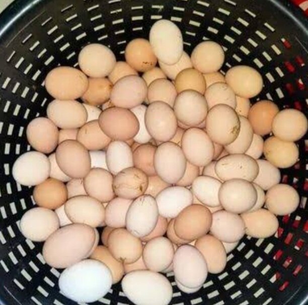 Pure dasi eggs organic by pure desi feed.like bajra makai