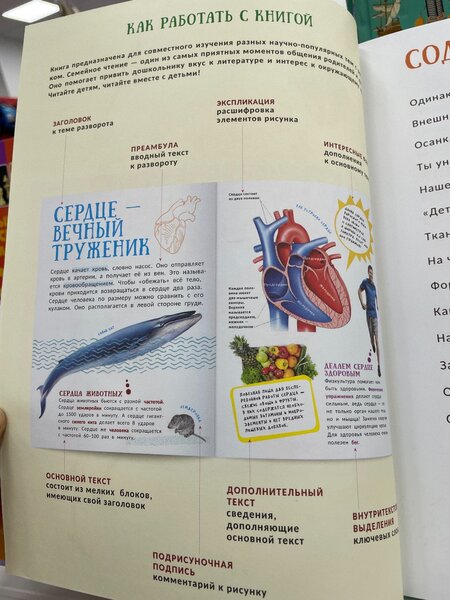 Книга детская человек гигантская энциклопедия