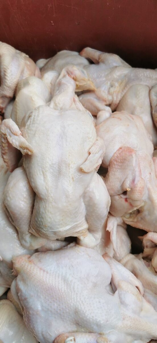 Poulet entier frais