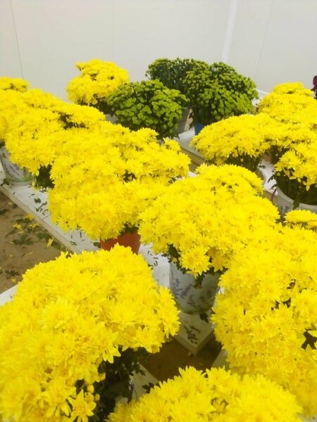 Marguerite ..