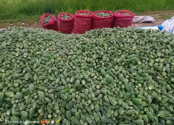 Gombo frais de haute qualité