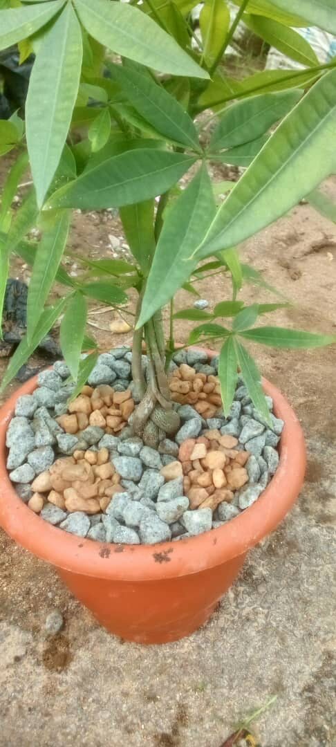 Pachira aquatica money tree