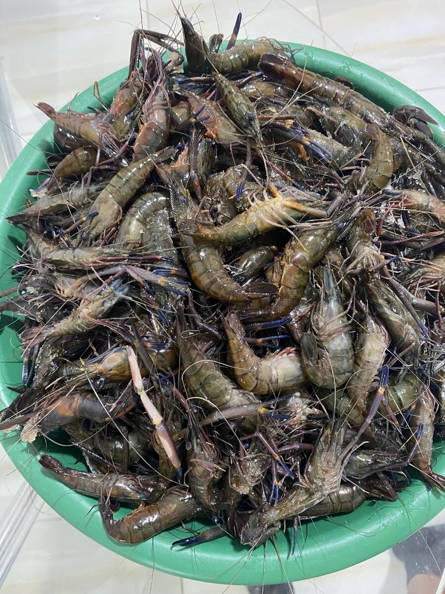 Fresh Water Shrimps