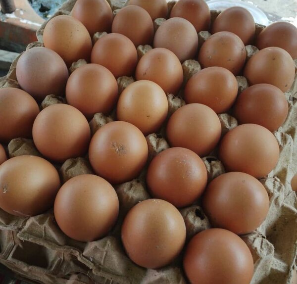 Oeufs frais biologiques