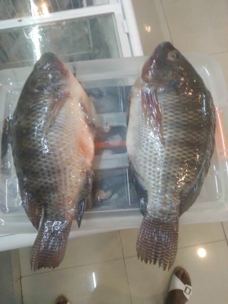 Tilapia frais d'eau douce