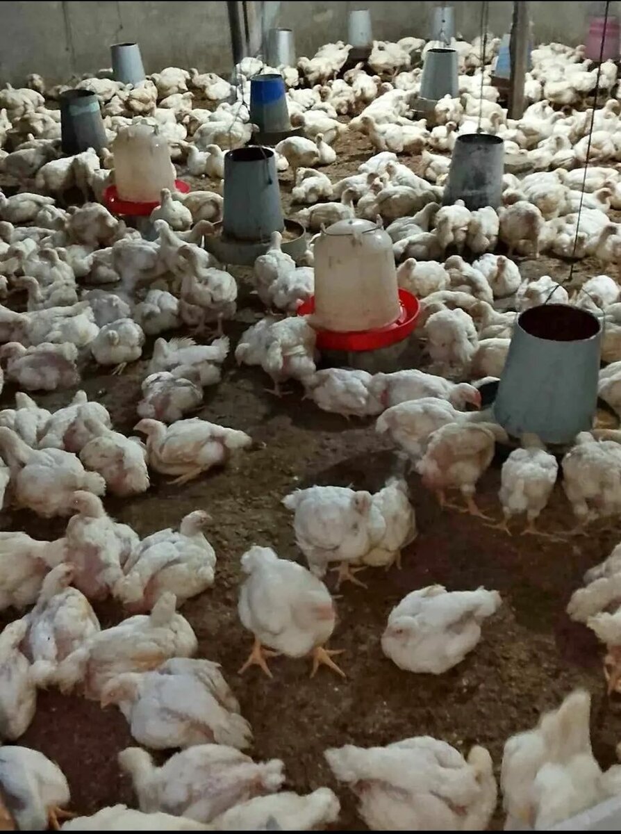 Poulet Fermier Frais