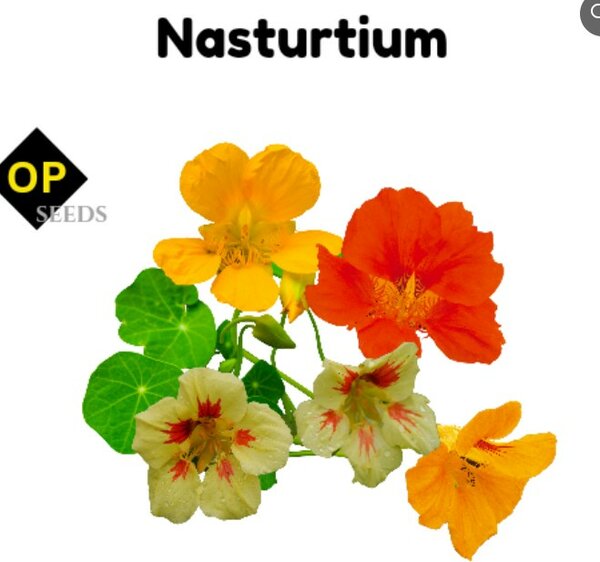 Nasturtium (Winter)