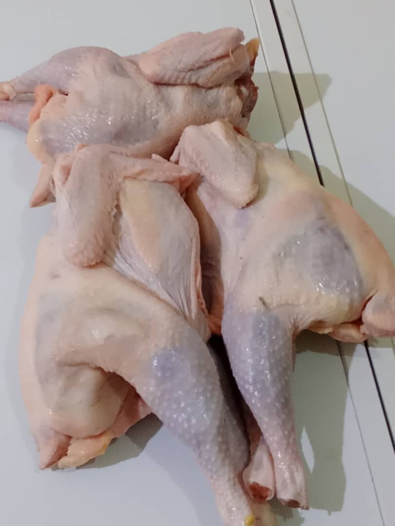 Poulet pondeuse