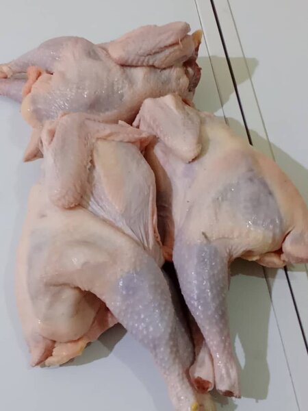 Poulet pondeuse