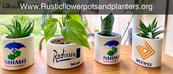 Corporate succulent gifts.