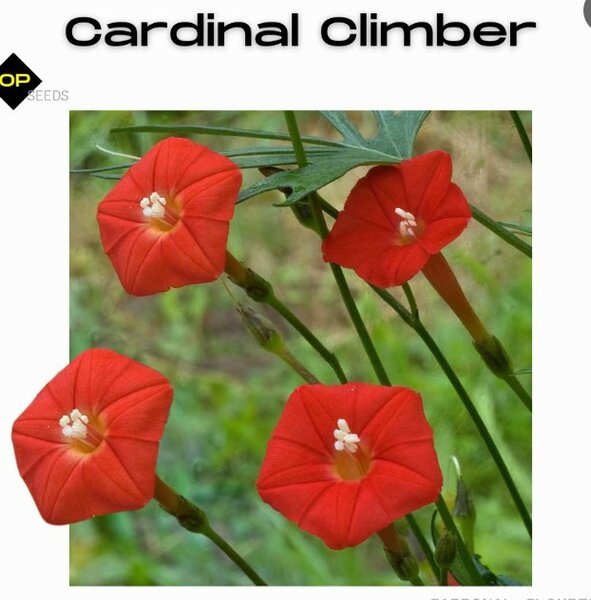 Cardinal Climber Vine (Summer)